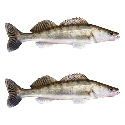 Walleye fish wall decals, customizable size from 40" to 70", adds fishing charm to rooms. Perfect fish enthusiast decor.