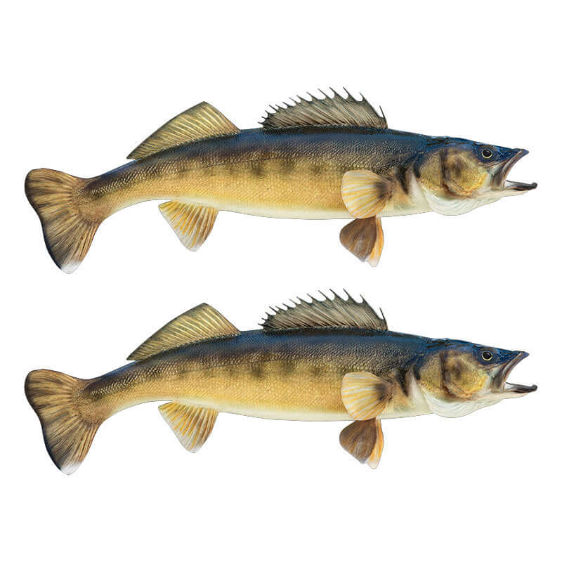 Walleye fish wall decals, large 40"-70" customizable size and text. Perfect for fish enthusiasts, beautiful fishing wall stickers.