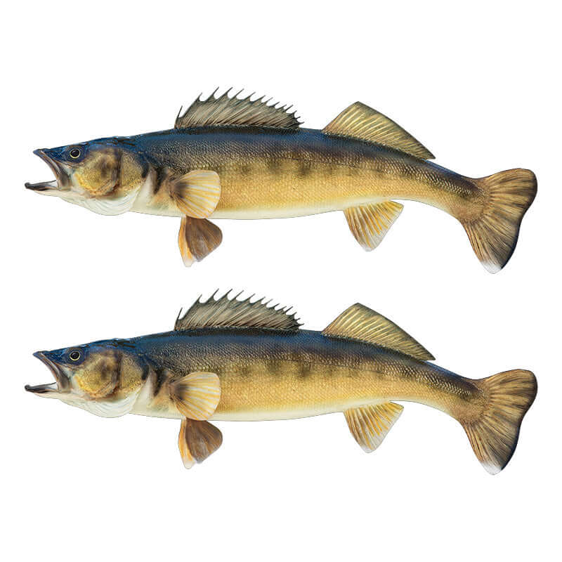 Customisable walleye wall decals, 40"-70", left and right facing. Add text. Perfect fish wall stickers for bedroom enthusiasts.