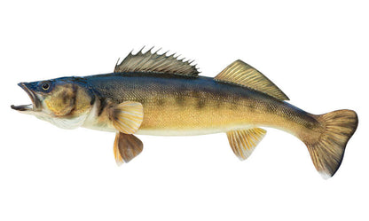 Walleye fish wall decal, 40"-70", customizable size & text, large fish wall decor for fishing enthusiasts.