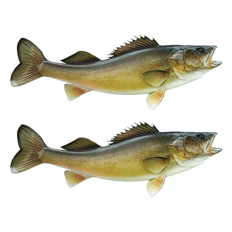 Two walleye fish wall decals, customizable size 40"-70", perfect for fishing enthusiasts. Add text options for personalized wall art.