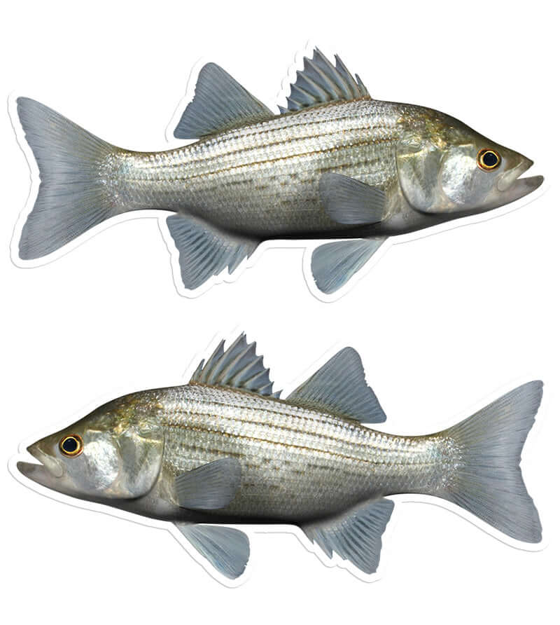 White Bass - Stickers, Decals