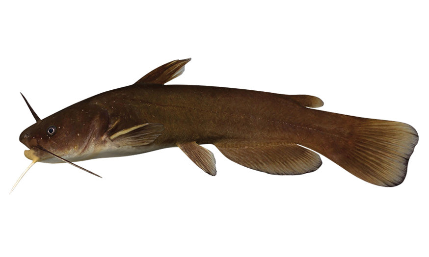 Bullhead Catfish Decals | 16"-60"