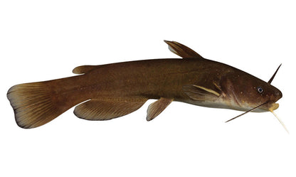 Bullhead Catfish Decals | 16"-60"