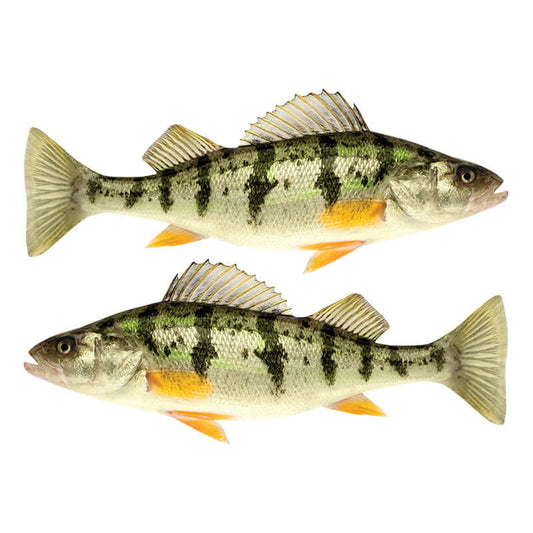 Yellow Perch wall decals, fully customizable 40"-70", perfect for fish enthusiasts. Option for text. Large fish wall decor.