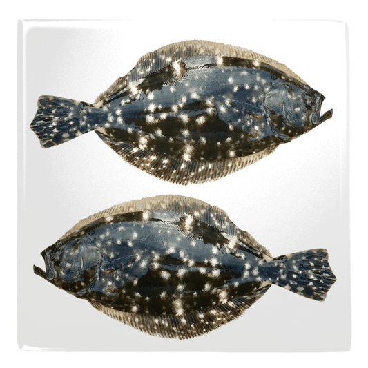 Saltwater fish shaped magnets for fun fridge décor.