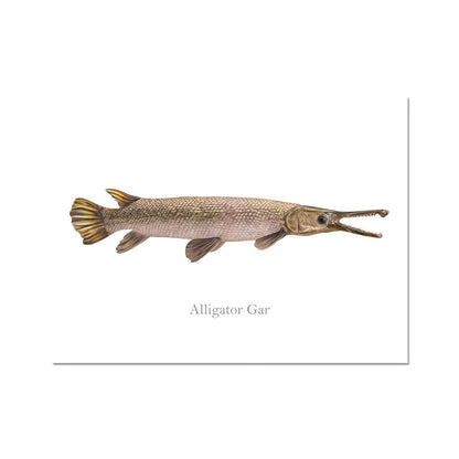 Alligator Gar - Art Print - madfishlab.com