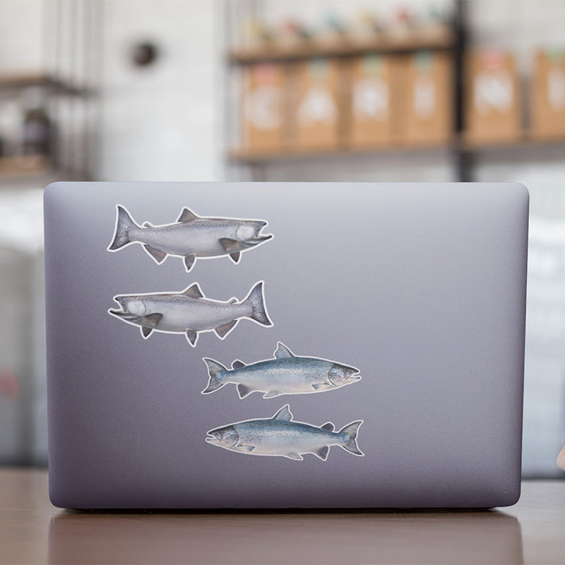 Atlantic Salmon stickers on a laptop.