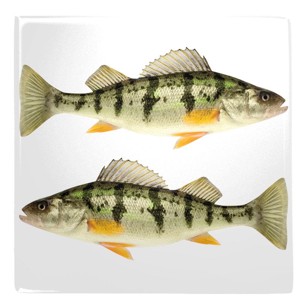 Freshwater Fish metal magnet 5.