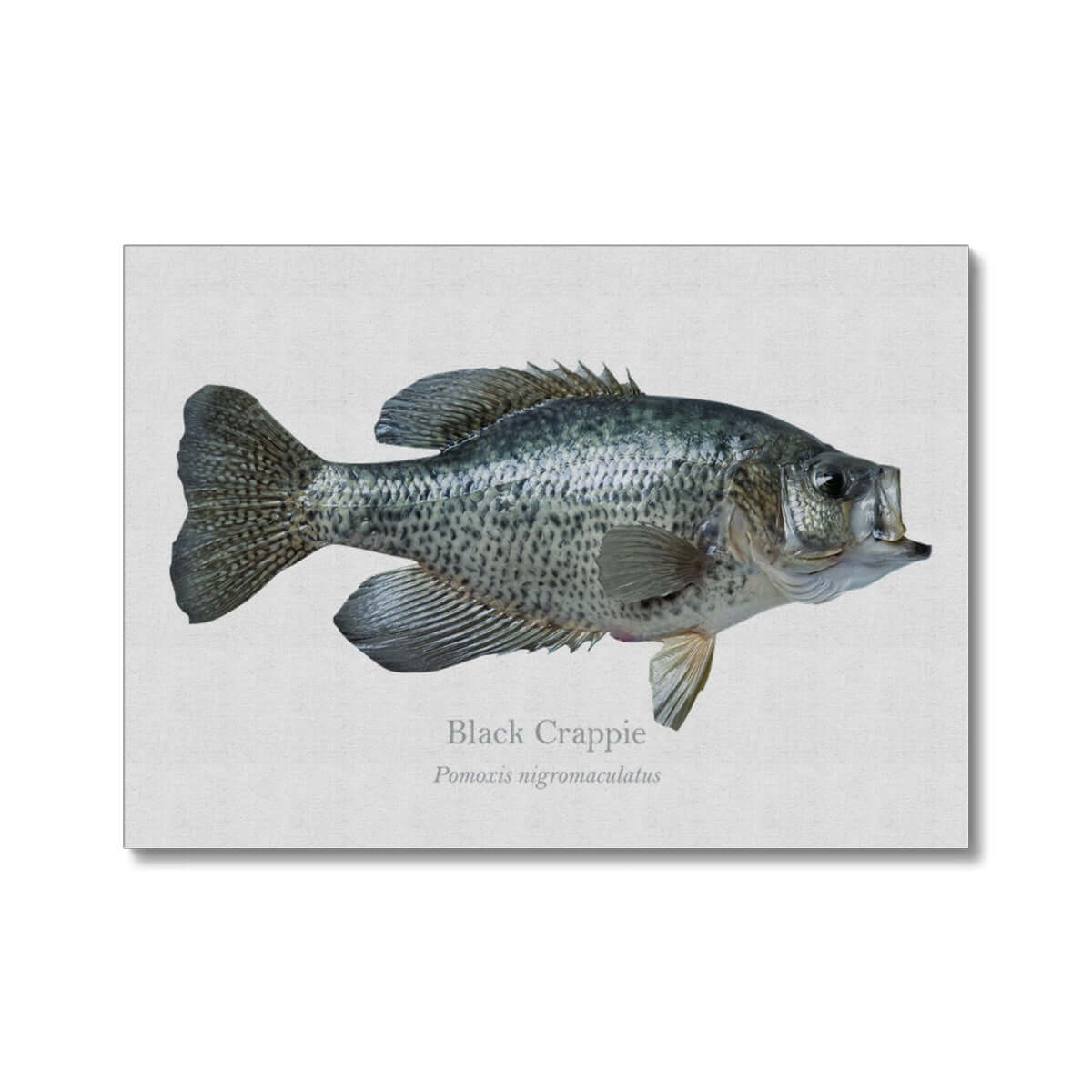 Crappie Canvas