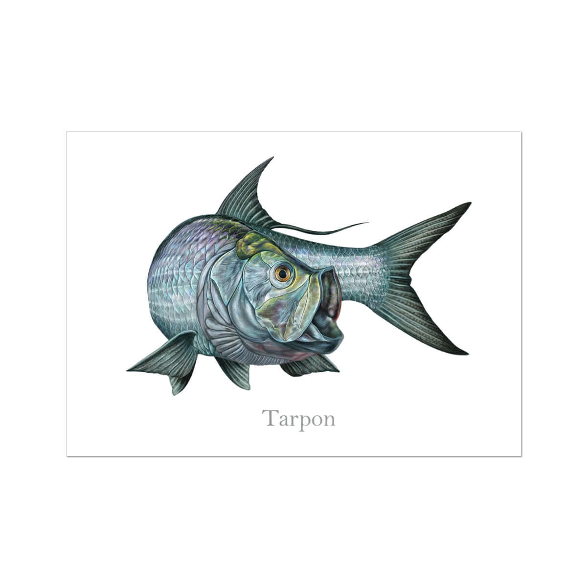 Tarpon | Art Print