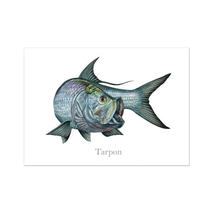 Tarpon | Art Print