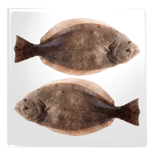 Flounder fish fridge magnets for a fun kitchen décor touch