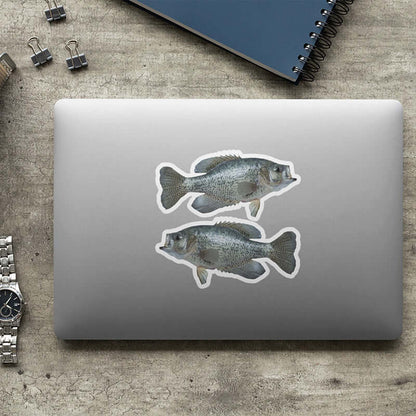 Crappie fish stickers on a laptop, perfect for fishing enthusiasts, high-resolution and weather-resistant cool fish decals.