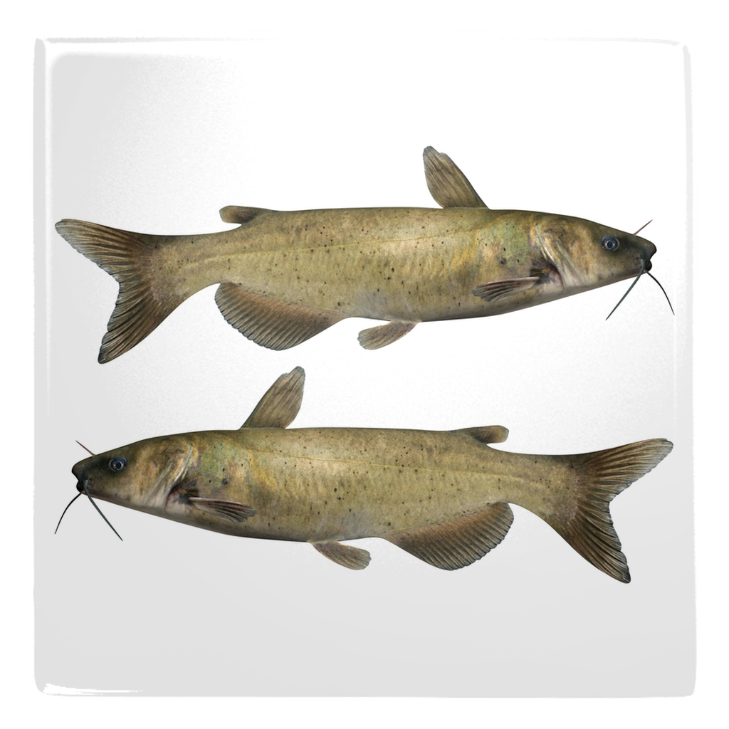 Two realistic catfish metal magnets with water-resistant finish on a white background. Perfect for marine lovers and vibrant displays.