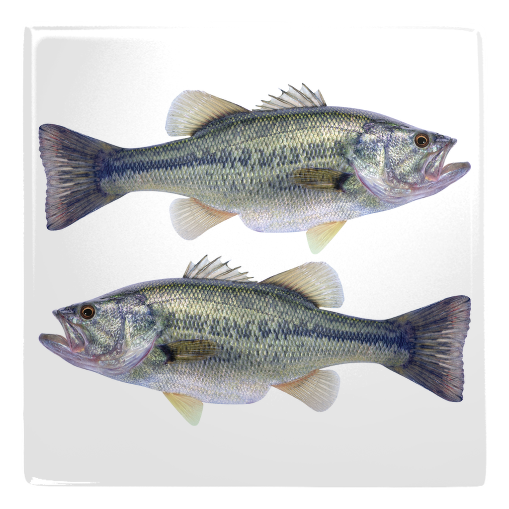 Freshwater Fish metal magnet 3.