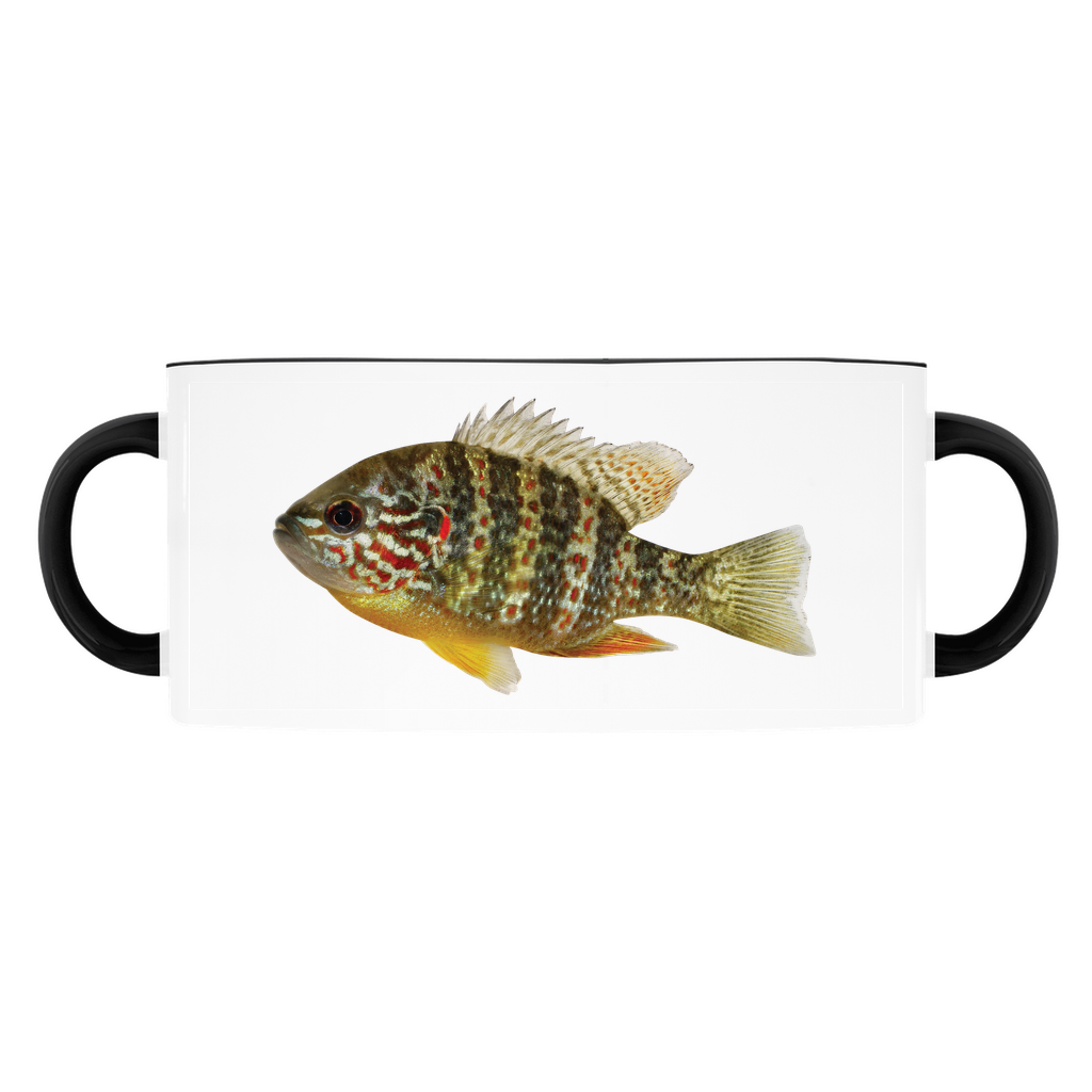 Pumpkinseed Sunfish accent mug with black handle and rim on white background.