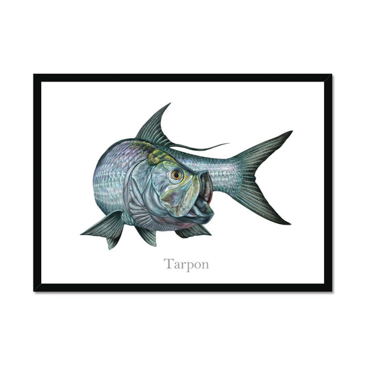 Tarpon | Framed Print