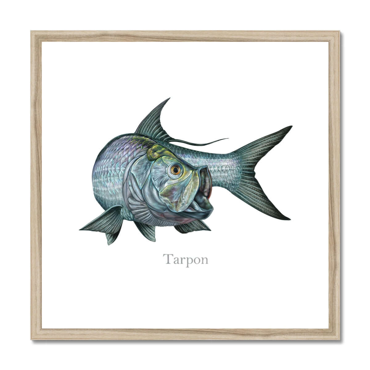 Tarpon | Framed & Mounted Print