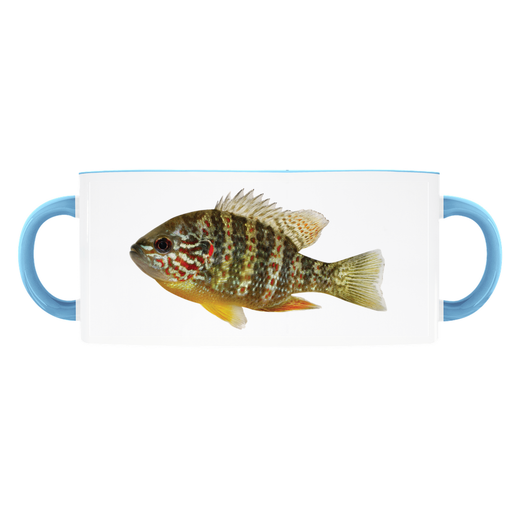 Pumpkinseed Sunfish accent mug with light blue handle and rim on white background.