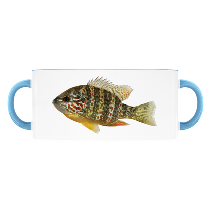 Pumpkinseed Sunfish accent mug with light blue handle and rim on white background.
