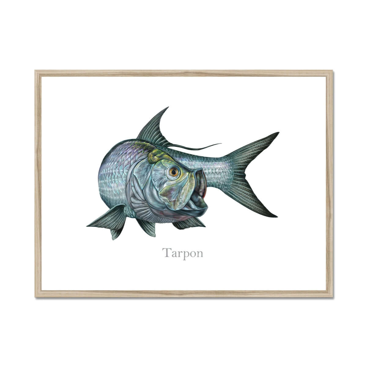 Tarpon | Framed & Mounted Print