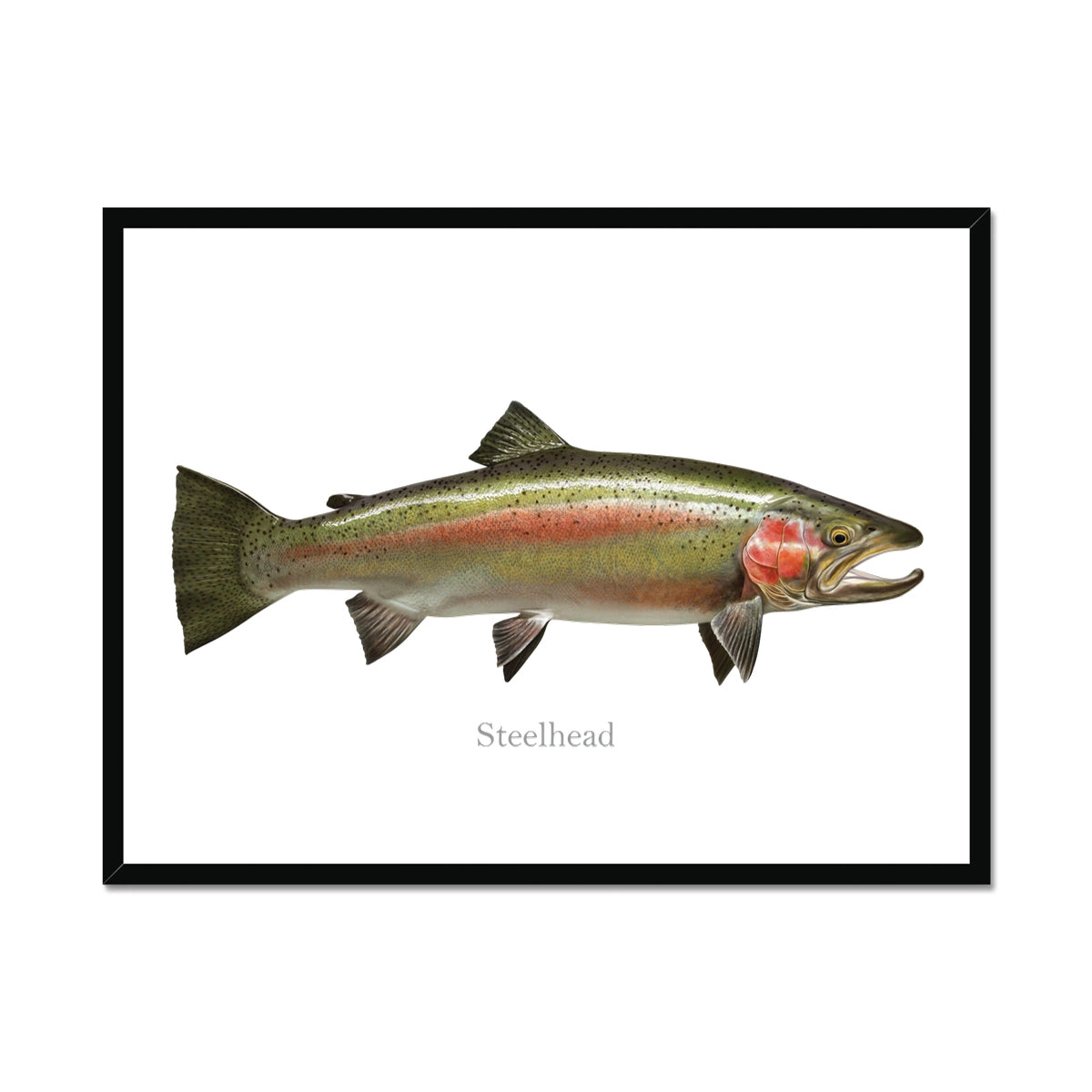 Steelhead Trout - Framed Print