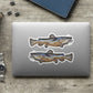 Flathead Catfish stickers on a laptop.