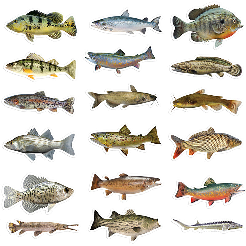 Freshwater Fish stickers 5 inch 36 pack.