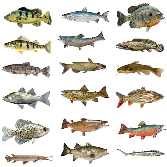 Freshwater Fish stickers, 14 inch 36 pack.