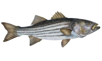 Striped Bass Decals