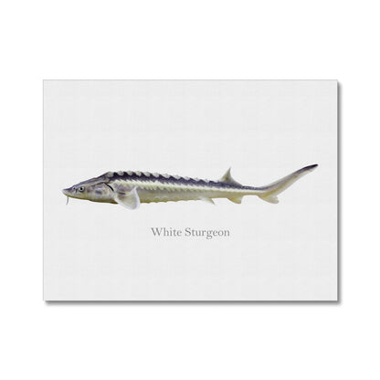 White Sturgeon - Canvas Print