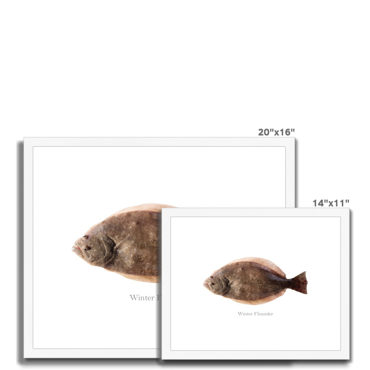 Winter Flounder - Framed & Mounted Print