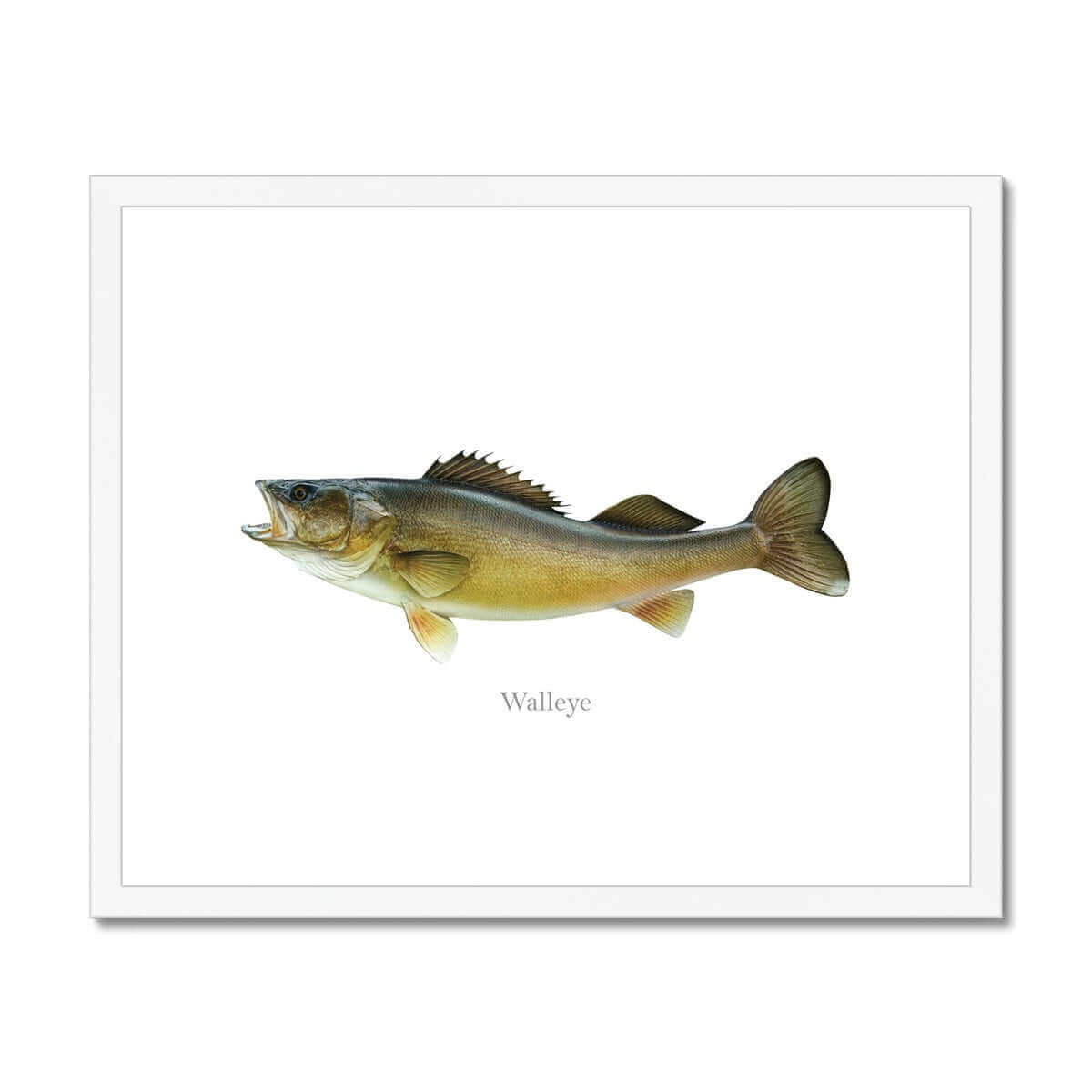 Walleye - Framed & Mounted Print