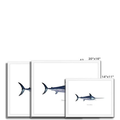 Swordfish - Framed & Mounted Print