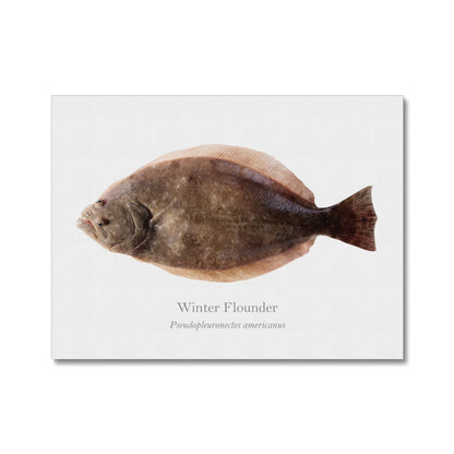 Winter Flounder - Canvas Print - With Scientific Name