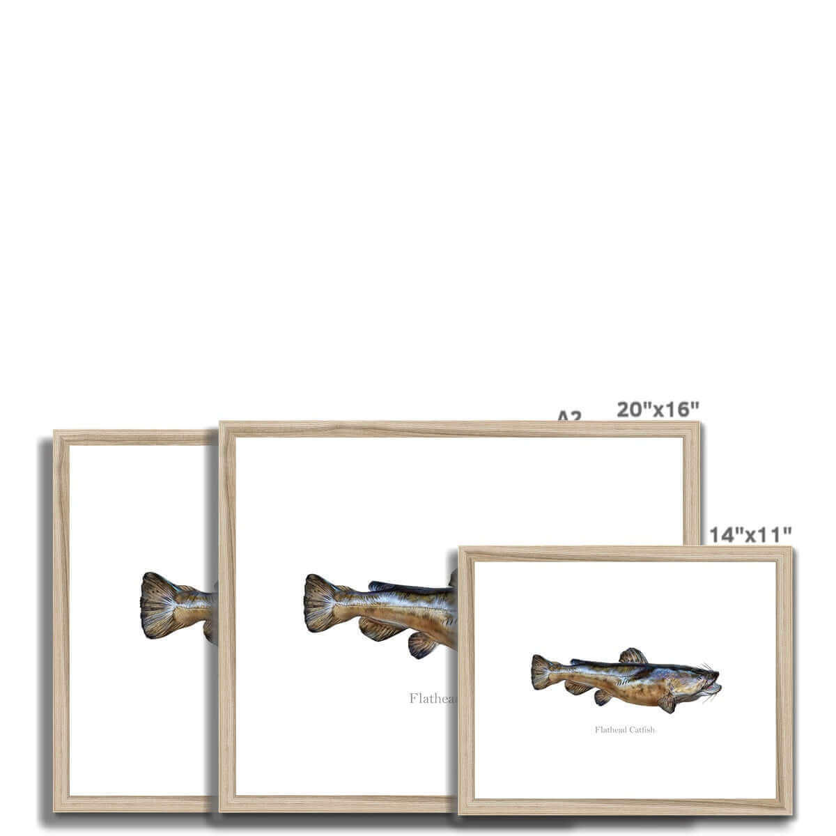 Flathead Catfish - Framed & Mounted Print