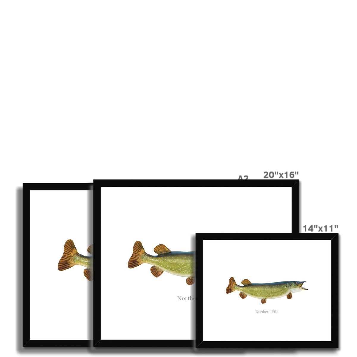 Northern Pike - Framed & Mounted Print