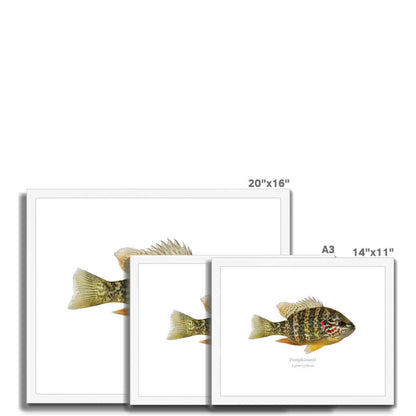 Pumpkinseed Sunfish - Framed & Mounted Print - With Scientific Name