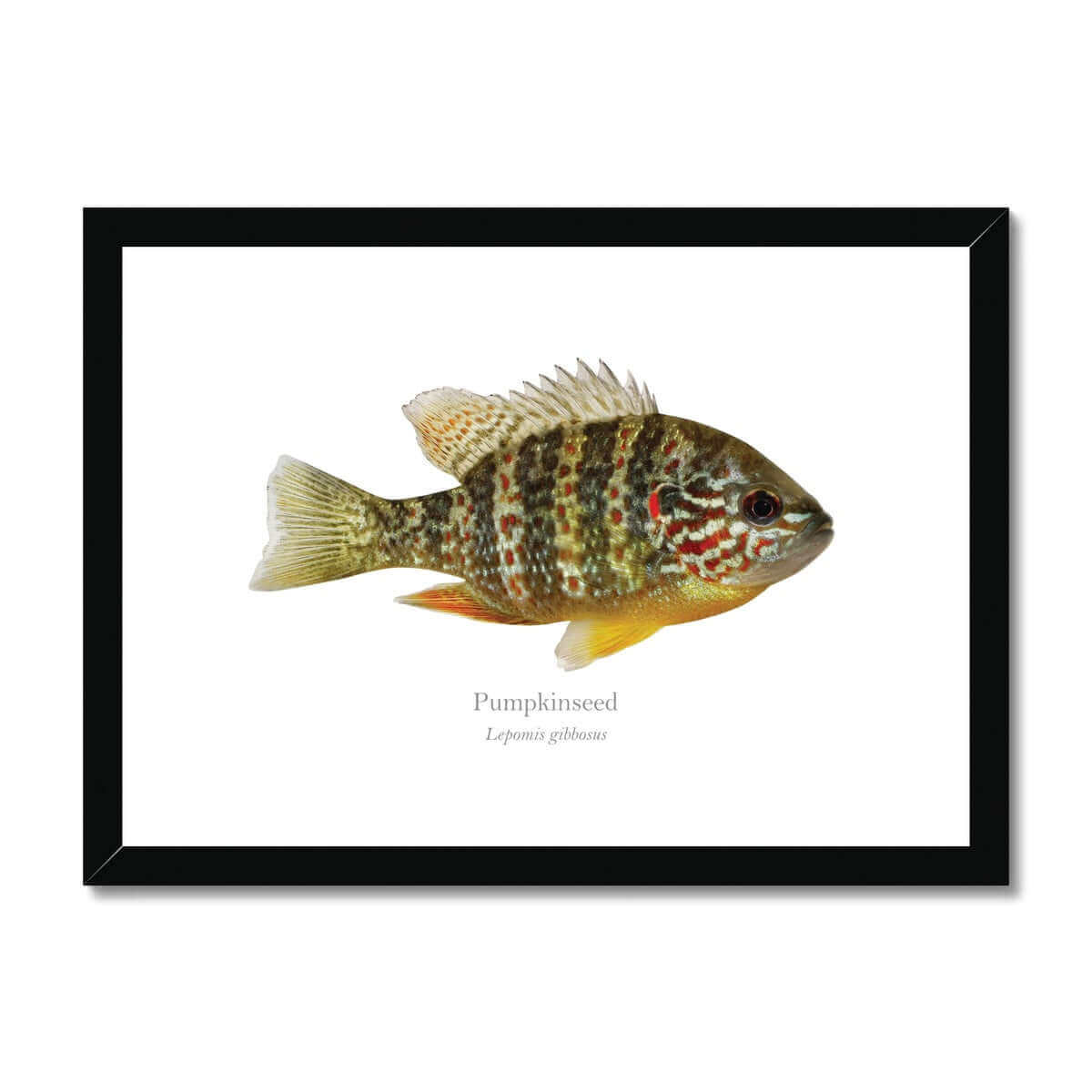 Pumpkinseed Sunfish - Framed & Mounted Print - With Scientific Name