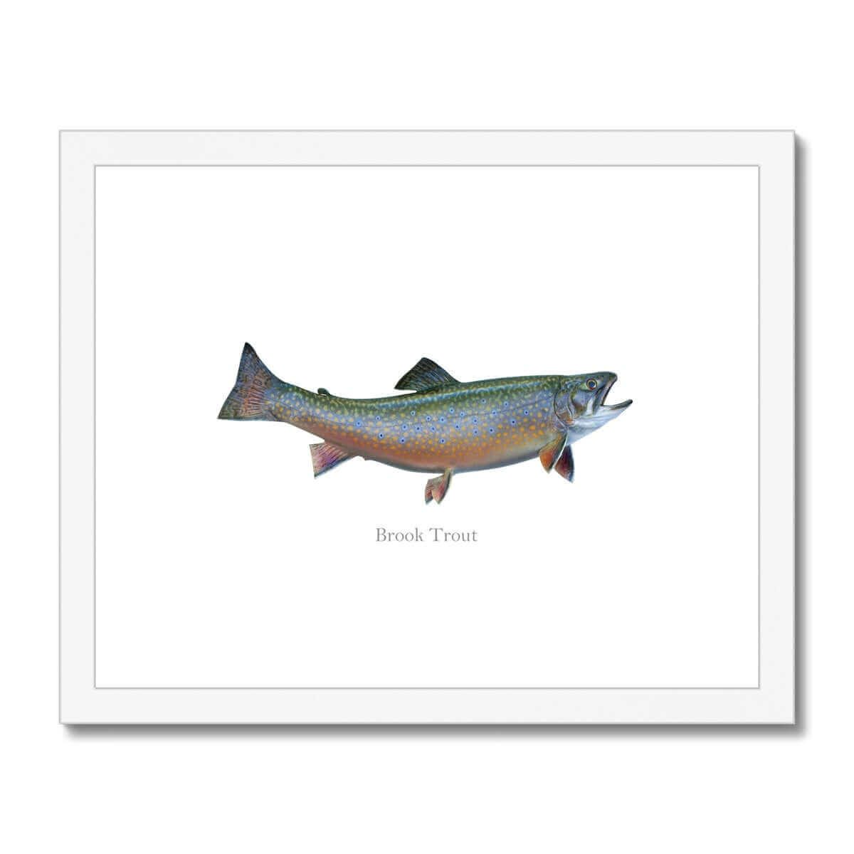 Brook Trout - Framed & Mounted Print