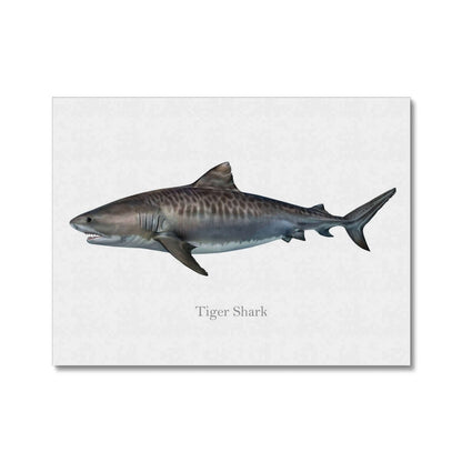 "Illustration of a tiger shark on a white background"