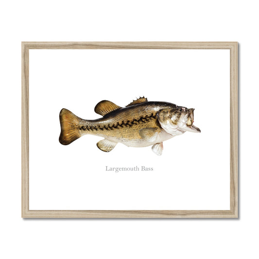 Largemouth Bass - Framed & Mounted Print