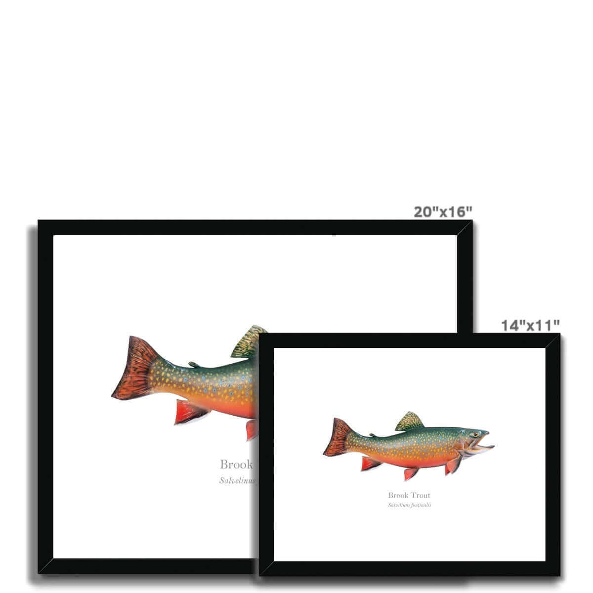 Brook Trout - Framed & Mounted Print - With Scientific Name