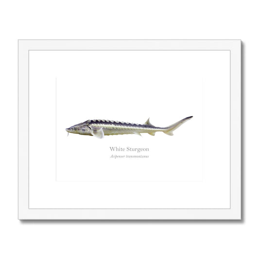 White Sturgeon - Framed & Mounted Print - With Scientific Name