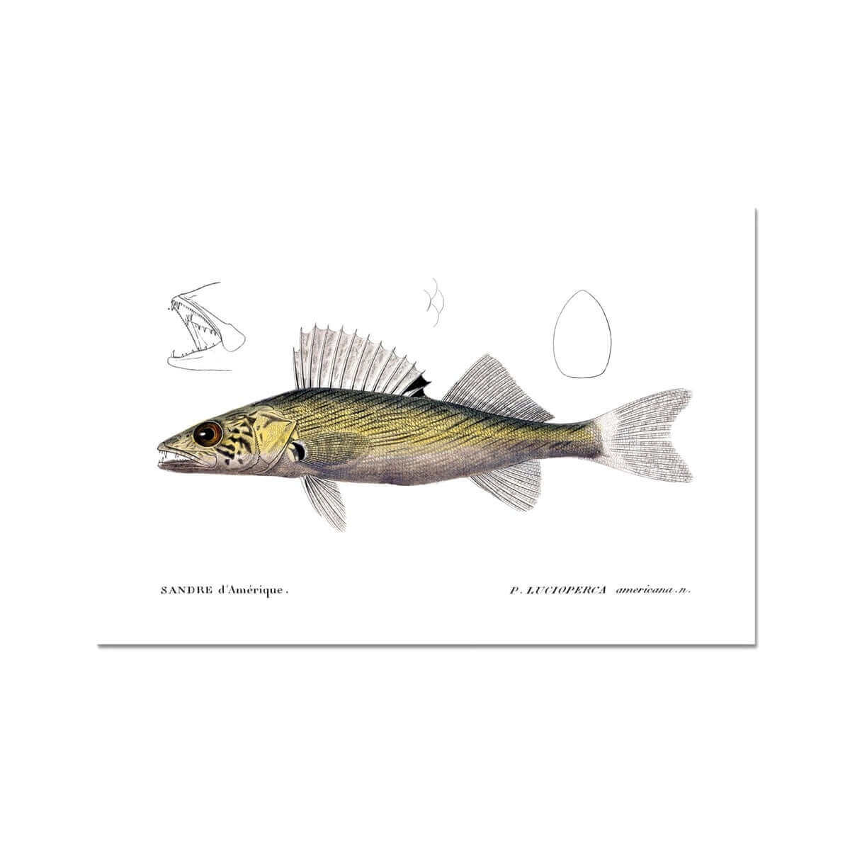 Walleye - Vintage Art Print