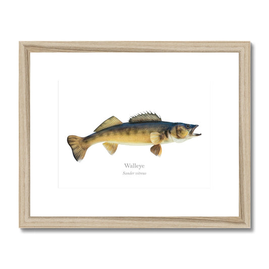 Walleye - Framed & Mounted Print - With Scientific Name