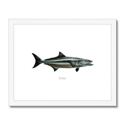 Cobia - Framed & Mounted Print