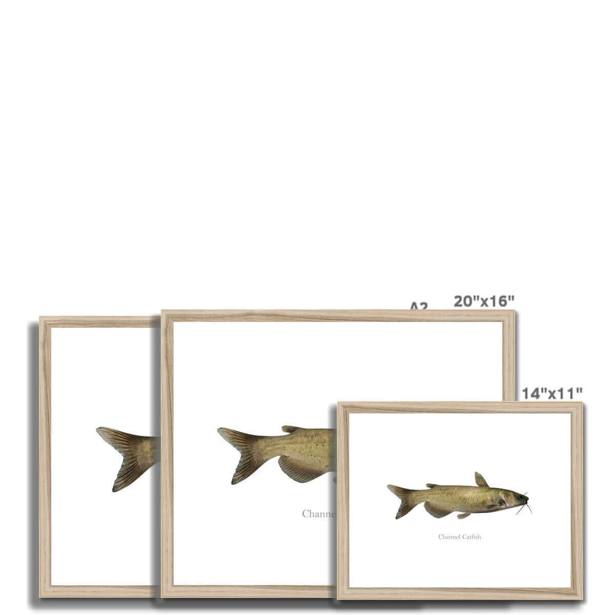 Channel Catfish - Framed & Mounted Print