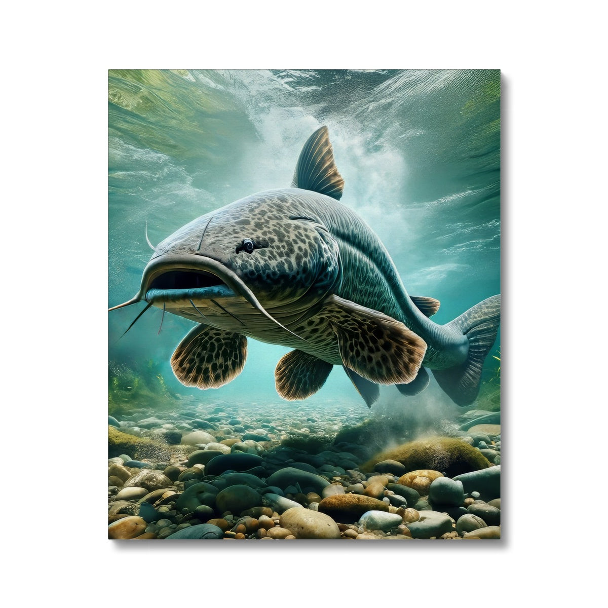 Flathead Catfish | Canvas